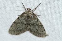 Tephronia sepiaria
