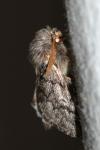 Thaumetopoea pityocampa
