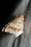 Macaria alternata
