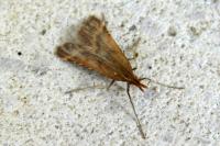 Synaphe punctalis