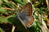 Polyommatus icarus