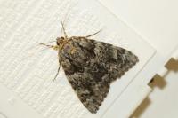 Catocala promissa