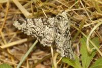 Biston betularia
