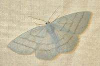 Cabera pusaria