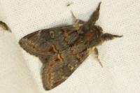 Notodonta dromedarius