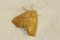 Apoda limacodes