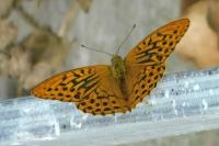 Argynnis paphia