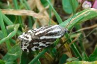 Emmelia trabealis