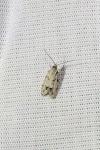 Symmoca signatella