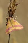 Lythria cruentaria
