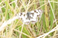 Melanargia galathea