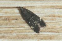 Dichomeris alacella