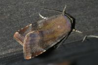 Noctua janthe/janthina