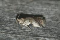 Acrobasis glaucella/fallouella