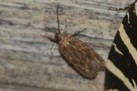 Depressaria