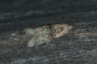 Nephopterix angustella