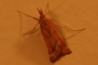 Synaphe punctalis
