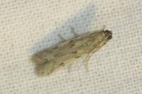 Phycitodes