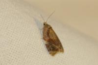 Ditula angustiorana