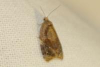 Ditula angustiorana