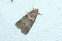 Acrobasis tumidana