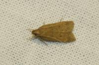 Bryotropha