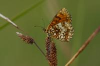 Melitaea athalia