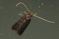 Homaloxestis briantiella