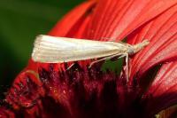 Agriphila straminella