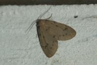 Paidia rica