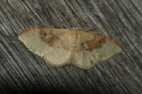 Idaea degeneraria