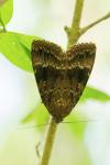 Amphipyra pyramidea