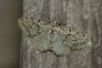 Tephronia sepiaria