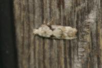 Caryocolum blandellum