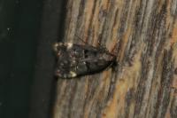 Dichomeris alacella