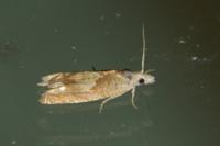 Eucosma conterminana