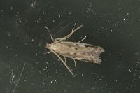 Phycitodes