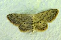Idaea seriata