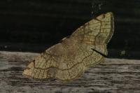 Stegania trimaculata