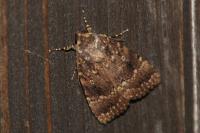 Amphipyra pyramidea