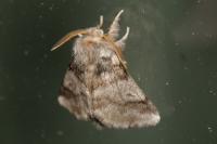 Thaumetopoea processionea