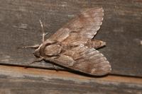 Hyloicus pinastri