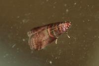 Acrobasis advenella