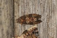 Eudemis profundana