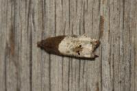 Notocelia roborana
