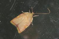 Carcina quercana