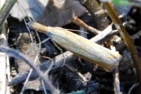 Agriphila