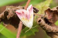 Eublemma purpurina