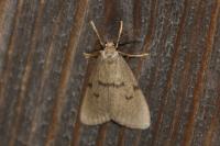 Apaidia mesogona