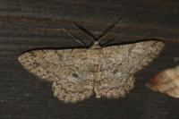 Hypomecis punctinalis
